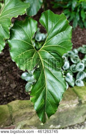 Large Wavy Leaf With Ruffled Edges Of An Exotic 'anthurium Brownii' (botanic Name) Plant