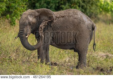 African Bush Elephant Blowing Mud Over Ear