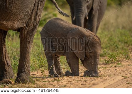 African Bush Elephant Calf Kneels On Track