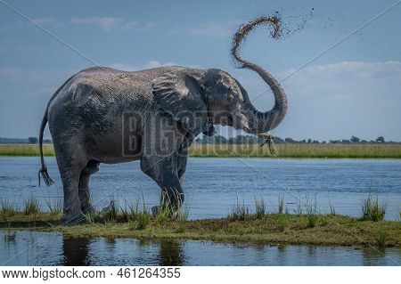 African Bush Elephant Spraying Mud Over Back