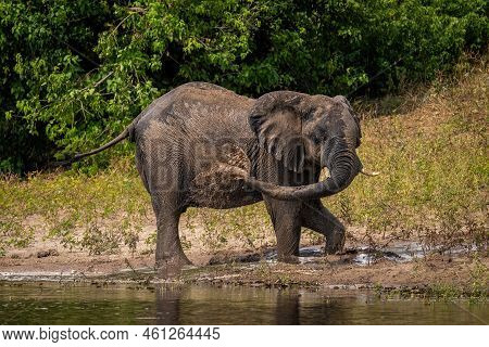 African Bush Elephant Squirts Mud On Riverbank