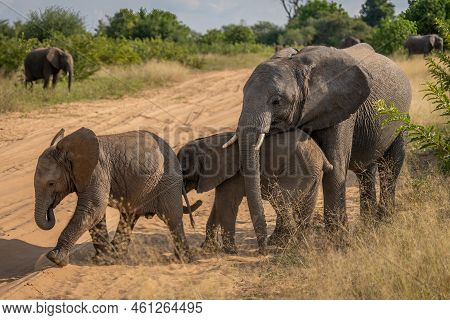 African Bush Elephant Stands Chivvying Two Babies