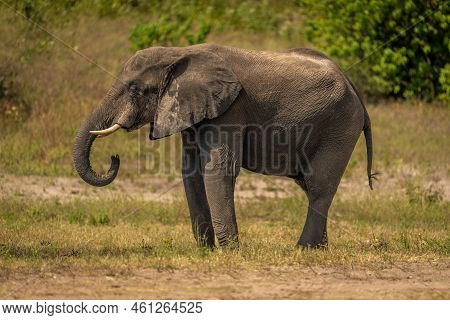 African Bush Elephant Stands Drinking On Riverbank