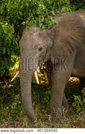 African Bush Elephant Stands In Leafy Bush