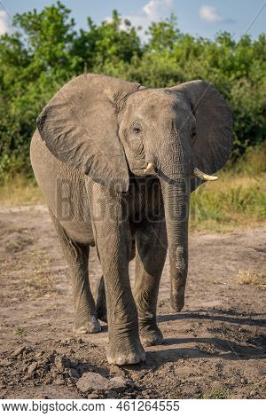 African Bush Elephant Stands Lifting Head Up