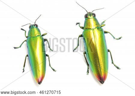 Jewel Beetle (chrysochroa Fulminans) Isolated On White Background.