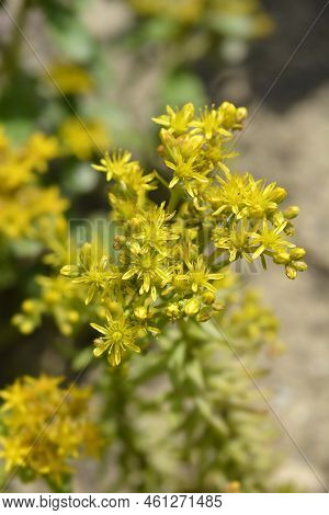 Rock Stonecrop Angelina Flowers In The Spring