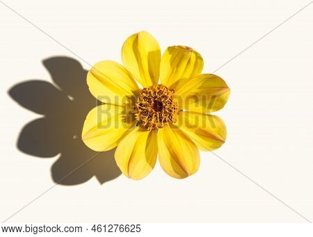 A Beautiful Single Dahlia Flower On A White Background Casts Hard Shadows. Minimalism, Simplicity, P