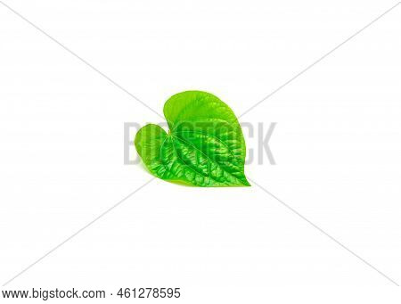 Single Fresh Cut Piper Sarmentosum Or Piper Lolot Leaf Isolated On White Background
