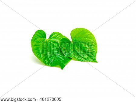 Two Fresh Cut Piper Sarmentosum Or Piper Lolot Leaves Isolated On White Background