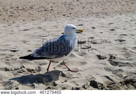 A Grey Seagull Larinae At The Baltic Sea