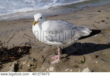 A Grey Seagull Larinae At The Baltic Sea