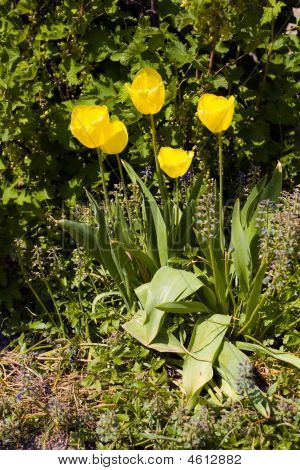 blühende gelben Tulpen