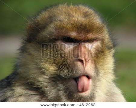 Macaco conficca fuori la lingua