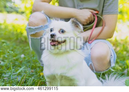 Fluffy White Dog Near With Unrecognizable Woman Squatting On Street. Half-breed Spitz Looking Around