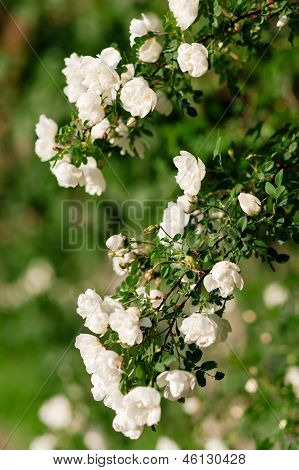 Forår Eglantine Bloom