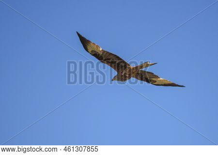 Red Kite, Milvus Milvus, In Flight. This Kite Is Endemic To The Western Palearctic Region In Europe 