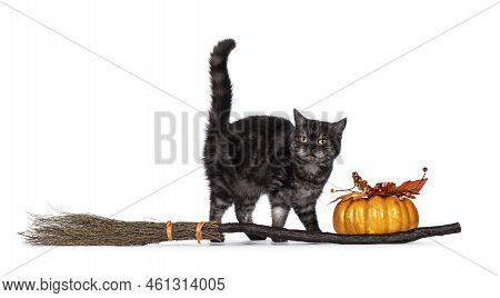 Black Smoke British Shorthair Cat, Standing Side Ways With Tail Up Beside A Broom And Fake Pumpkin. 