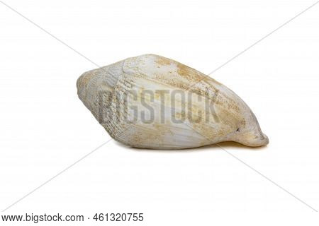 Image Of Very Old White Phalium Granulatum Sea Shell Isolated On White Background. Undersea Animals.
