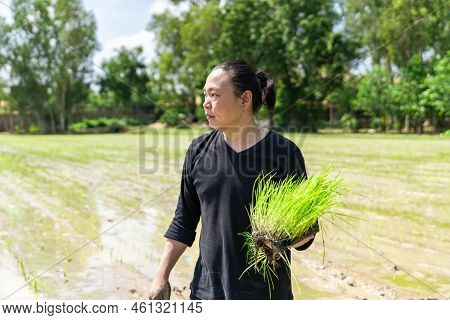 Amateur Asian Man Tests And Tries To Transplant Rice Seedlings In Paddy Rice Field In The Open Sky D