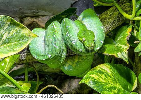 Green Tree Python On Tree. Morelia Viridis