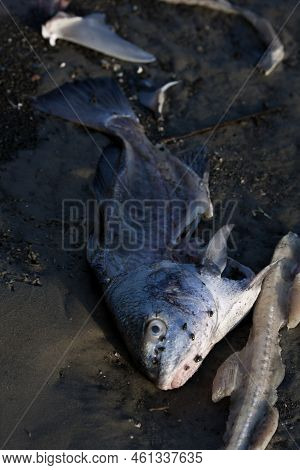 Dead Fish On The Sands And Shore Of The Inter-coastal Waterway In Holden Beach, North Carolina