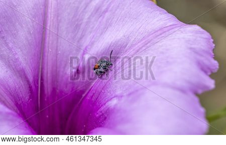 A Macro Photograph Of A Tiny Little Insect As It Stands On A Large Petal Of A Wild Petunia