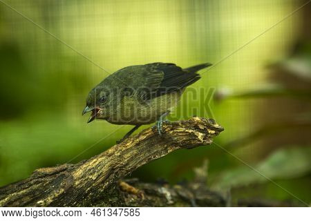 The Violaceous Euphonia (euphonia Violacea), Female In Zoo .