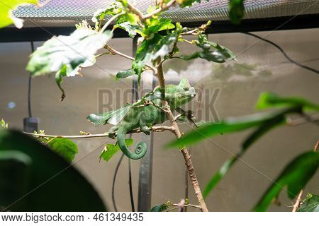 Lizard Animal Reptile Nature Wildlife Wild Background Tail Skin, From Colorful Isolated In Dragon An