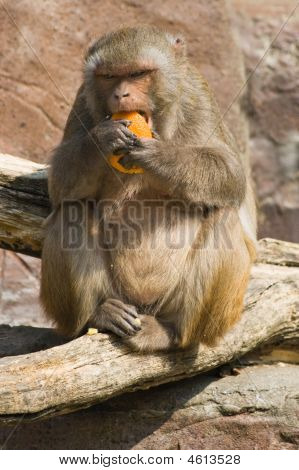 Singe rhésus manger Orange