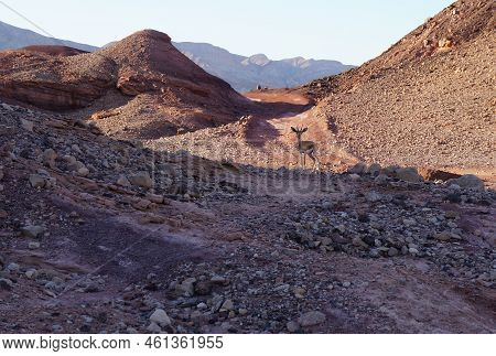 Hiking In Shehoret Mountains, South Israel, Small Gazelle Stands In The Shadow