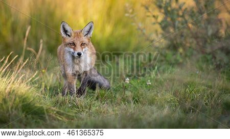 Red Fox Coming Closer On Grassland In Summer With Copy Space