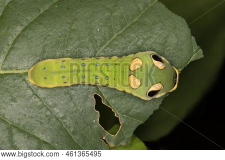 A Master Of Mimicry, A Spicebush Butterfly Larva (papilio Troilus) Avoids Predation By Resembling A 