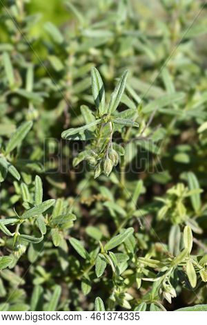 Rock Rose Fire Dragon Flower Buds In The Spring