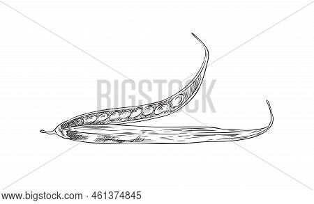 Fenugreek Dry Pods With Aromatic Seeds Engraving Vector Illustration Isolated.