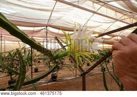 Dragon Fruit Or Selenicereus Undatus Artificial Pollen.