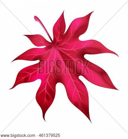 Realistic Autumn Leaf. Fall Red And Pink Wood Foliage Of Maple, Bright Colorful Fallen Leaves, Tree 