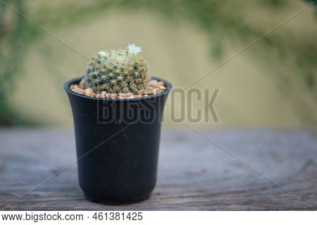 Mammillaria Schiedeana In Black Flower Pot Show Nature Background