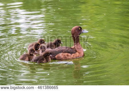 Female Tufted Duck Swims With Her Ducklings In Green Lake