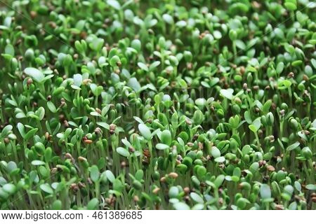Sprouts Of Microgreen Medicago. Selective Focus Photo Of Fresh Microgreens. Defocus Composition