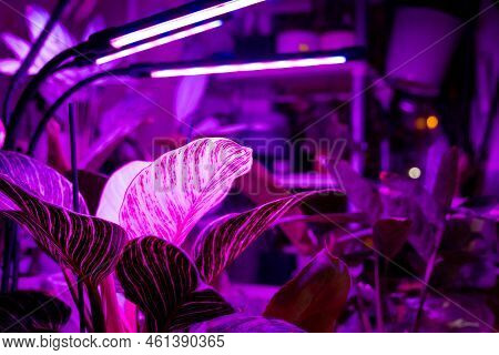 Growing Indoor Plants With Artificial Lighting With An Ultraviolet Lamp.