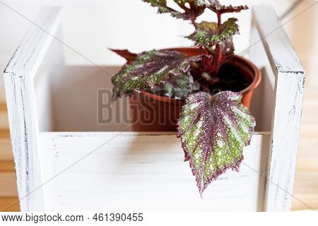 Home Potted Plant Begonia Decorative Deciduous In The Interior Of The House. Hobbies In Growing, Car