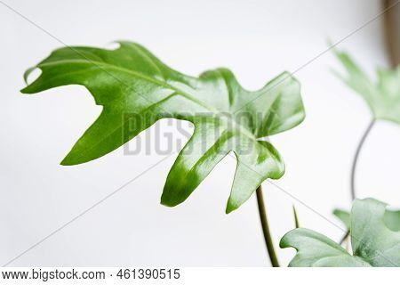 Philodendron Mayo In The Interior Of The House. Carved Leaves Of A Houseplant In A Pot. Care And Cul