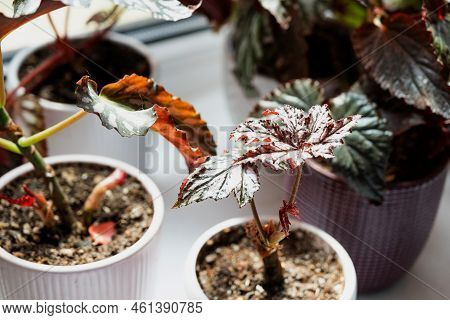 Home Potted Plant Begonia Decorative Deciduous In The Interior Of The House. Hobbies In Growing, Car