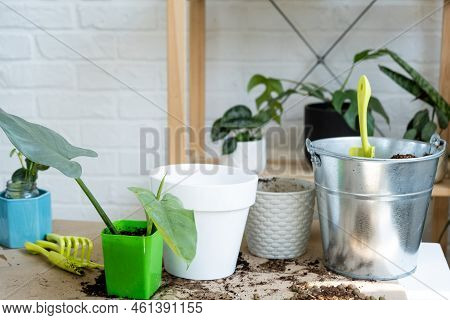 Transplanting A Home Plant Into A New Pot. Replanting Philodendron, Exotic Plants, Caring And Reprod