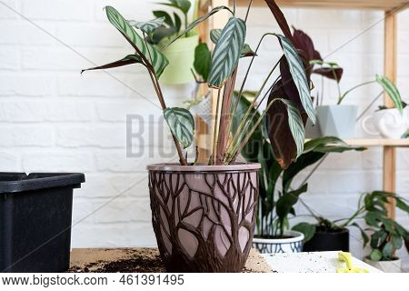 Transplanting A Home Plant Сtenanthe Oppenheimiana Into A New Pot. A Woman Plants Bush In A New Soil