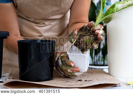Transplanting A Home Plant Rare Diffenbachia Dragon Scale Into A New Pot. A Woman Plants A Stalk Wit