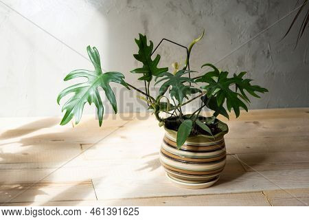 Philodendron Mayo In The Interior Of The House. Carved Leaves Of A Houseplant In A Pot. Care And Cul