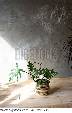 Philodendron Mayo In The Interior Of The House. Carved Leaves Of A Houseplant In A Pot. Care And Cul