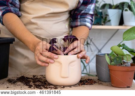 Transplanting A Home Plant Into A New Pot With Face. Replanting Spiderwort, Oxalis, Exotic Plants, C